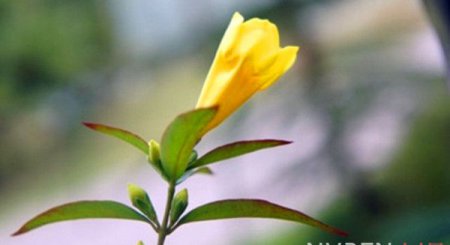 法国香水花怎么样才能养好 需要注意什么