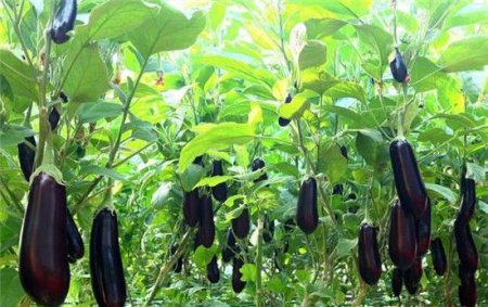茄子能减肥吗 茄子食谱帮你一瘦到底