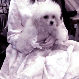 治愈系温柔＋体贴女生头像 白莲花都偷偷保留呦