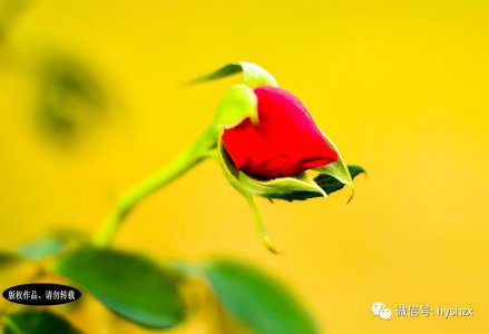 男人为啥更轻易叛逆恋爱？