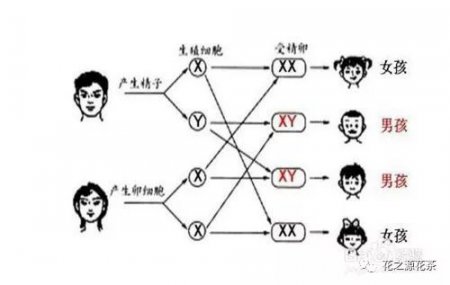 花之源 健康 父母狐臭遗传给孩子的几率