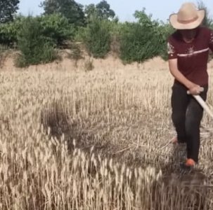 同样是收麦子 人工收麦VS机器 网友：科技可真发达呀