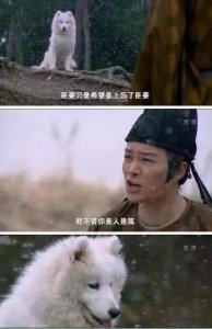分分钟笑尿了的台词：不要因为我是娇花而怜惜我