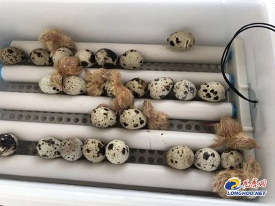 你见过鹌鹑破壳的样子吗？快看 宠物医生拍下来了