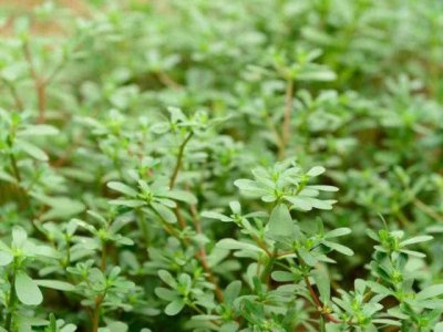 蔬菜虽好 可是孕期4种蔬菜尽量不要吃 可能会危害腹中的胎儿