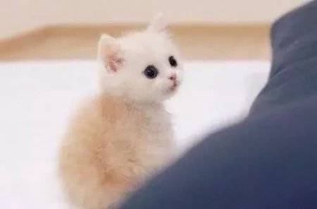 你会领养哪只小猫咪？测他跟你恋爱之后会有什么变化