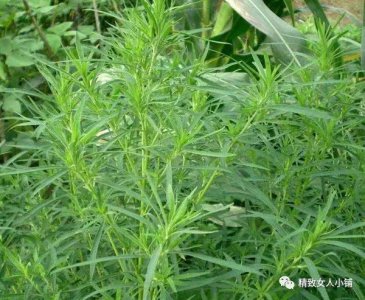 女人湿气太重 会出现4种异常 常吃6种食物 湿气全排空