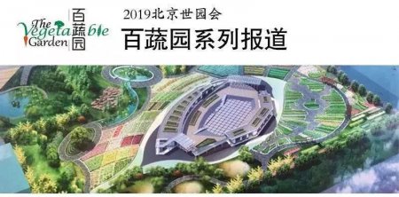 世园会·百蔬园丨百种时令蔬菜— 紫背天葵菜（十一）