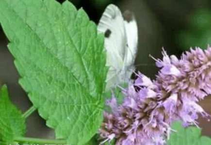 营养成分丰富的野菜 补益脾胃 抗病毒 常食强身健体 减肥瘦身