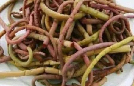 农村地头多见的野菜 健脾和胃 清热减肥 增强抵抗力