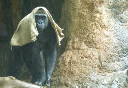 40岁母猩猩成网红 一个机智举动引发网友们的热议