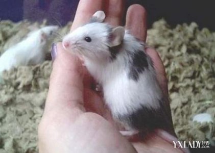 老鼠装死咬伤大妈 被老鼠咬到后怎么处理