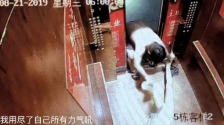 家暴网红前男友被拘 已依法作出对宇芽人身安全保护令