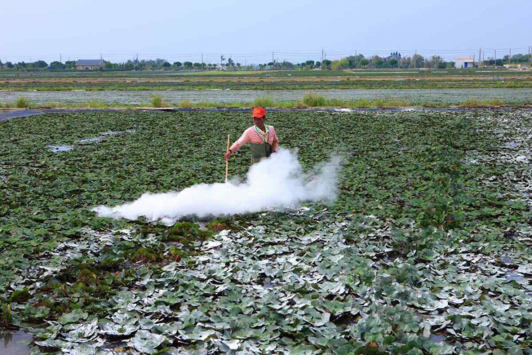 生石灰的作用生石灰是什么