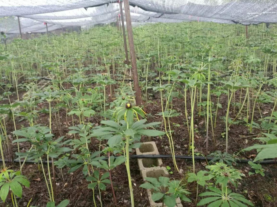 经验 1,重楼种子应选择成熟的表皮微皱果实饱满的种子,将种子装入网袋