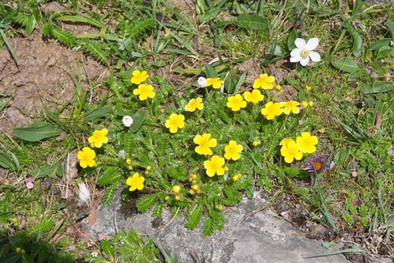 三叶委陵菜介绍委陵菜简介