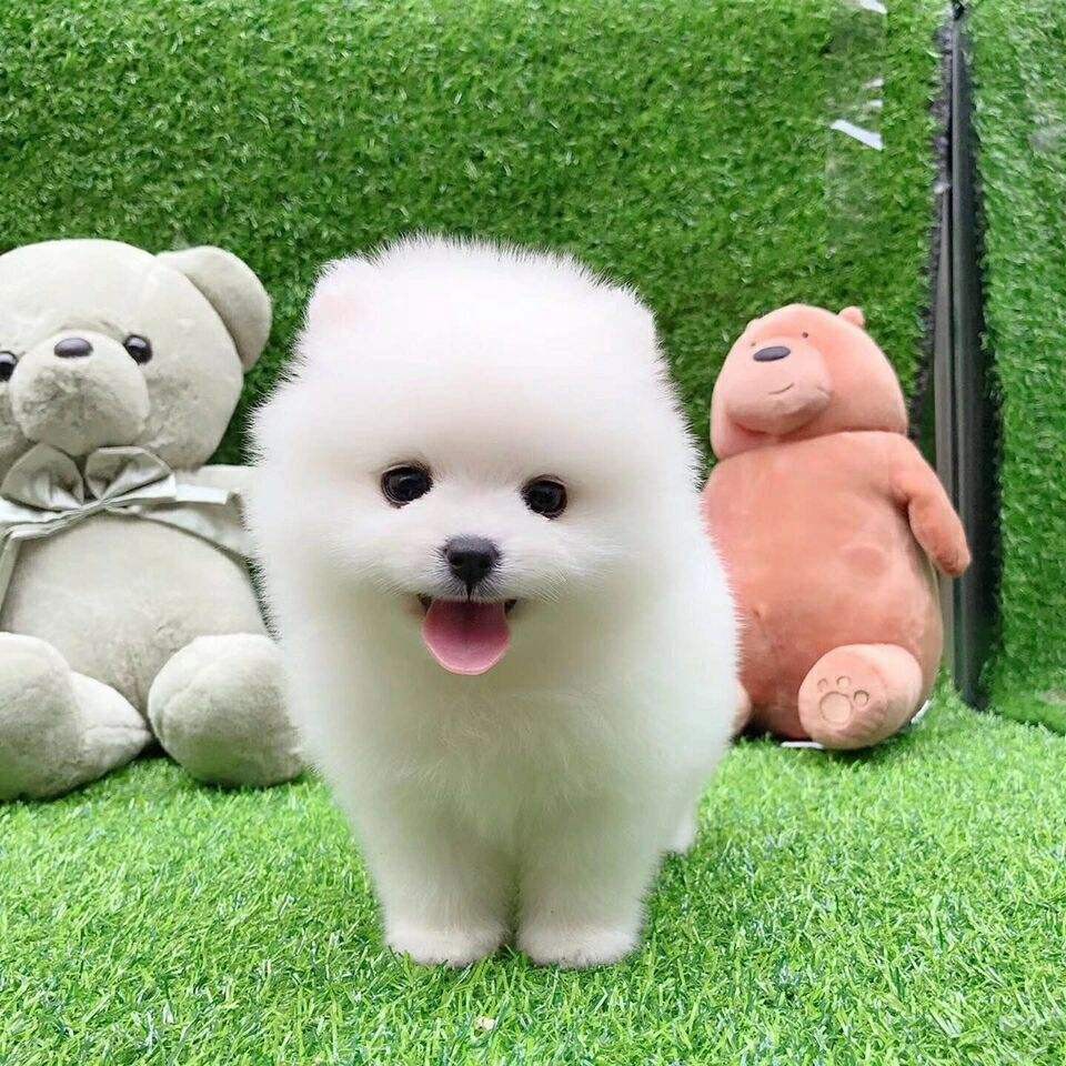 一只茶杯犬要多少钱一只茶杯犬大约要多少钱