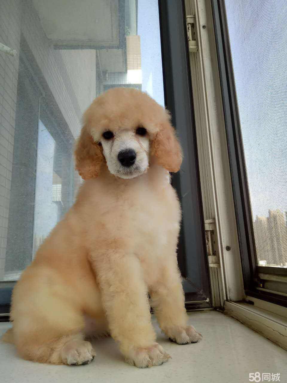 巨贵犬多少钱一只巨贵犬价格介绍