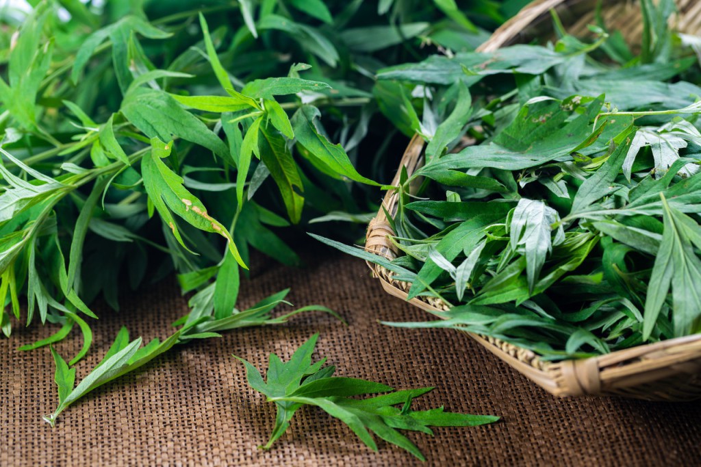 清明草和艾草的区别