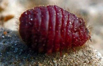 阿玛尼口红有胭脂虫吗 哪个品牌口红是胭脂虫