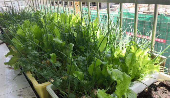 阳台种菜怎么做排水阳台种菜排水的方法