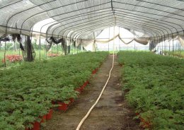 天然驱蚊植物 无毒驱蚊好帮手