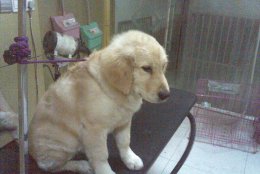 爱宠必知：金毛犬洗澡注意事项