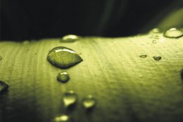 宠物狗的喂养方法 让爱狗得到最好的保护