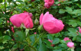 蔷薇花的养殖方法 外在因素更重要