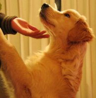 金毛犬冬季饲养小知识 健健康康过冬天