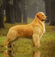 纯种金毛犬图片 人类忠实的朋友
