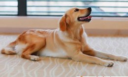 金毛犬吃什么水果有好处