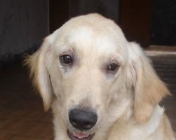 金毛犬常见的皮肤病和治疗方法