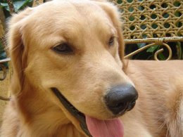 金毛犬孕期的饮食给母犬足够的营养