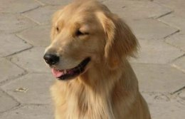 轻松辨别金毛犬性格的小方法