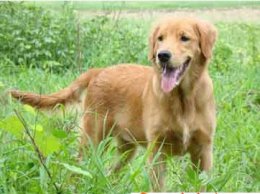 金毛犬不吃饭的原因和小策略揭晓