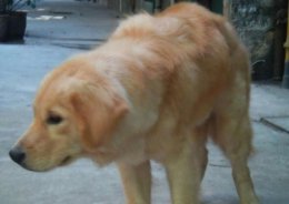 轻松知道金毛犬排便的小信号