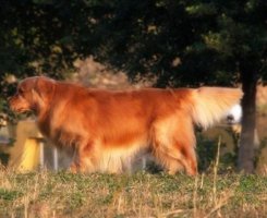 金毛犬夏季冲凉的注意事项