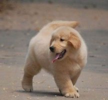 让金毛犬“乖乖听话”的5种方法