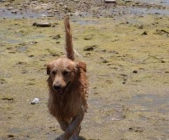 简要了解金毛犬大小便训练法则