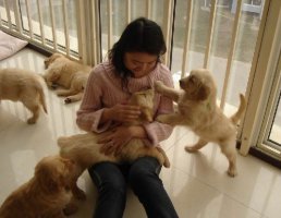 简单了解四大点金毛犬的喂食要素