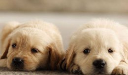 纯种金毛犬特征 怎样挑选纯种金毛犬