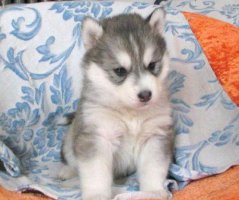 哈士奇幼犬和哈士奇成犬的喂养区别