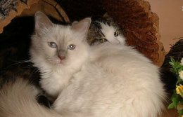 四种小型宠物猫 超受人类欢迎