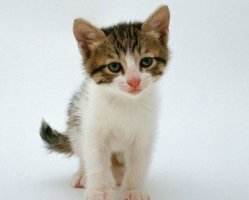 宠物猫的种类你知道多少