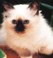 宠物猫图片大全 让你了解宠物猫的种类