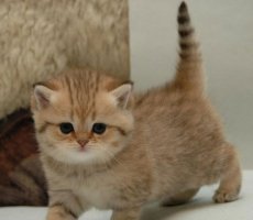 养猫的危害 清楚了解猫咪的另一面