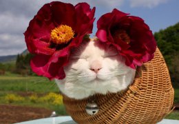 养猫指南 养猫的基本护理知识