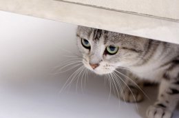 上班族适合养猫 上班族养猫的小知识