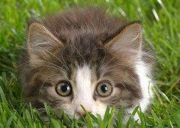 猫咪得狂犬病的不同症状及预防方法